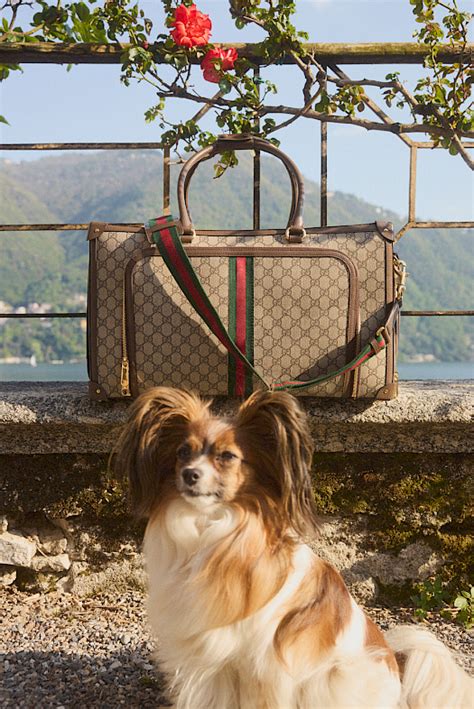 mytheresa Gucci pet collection